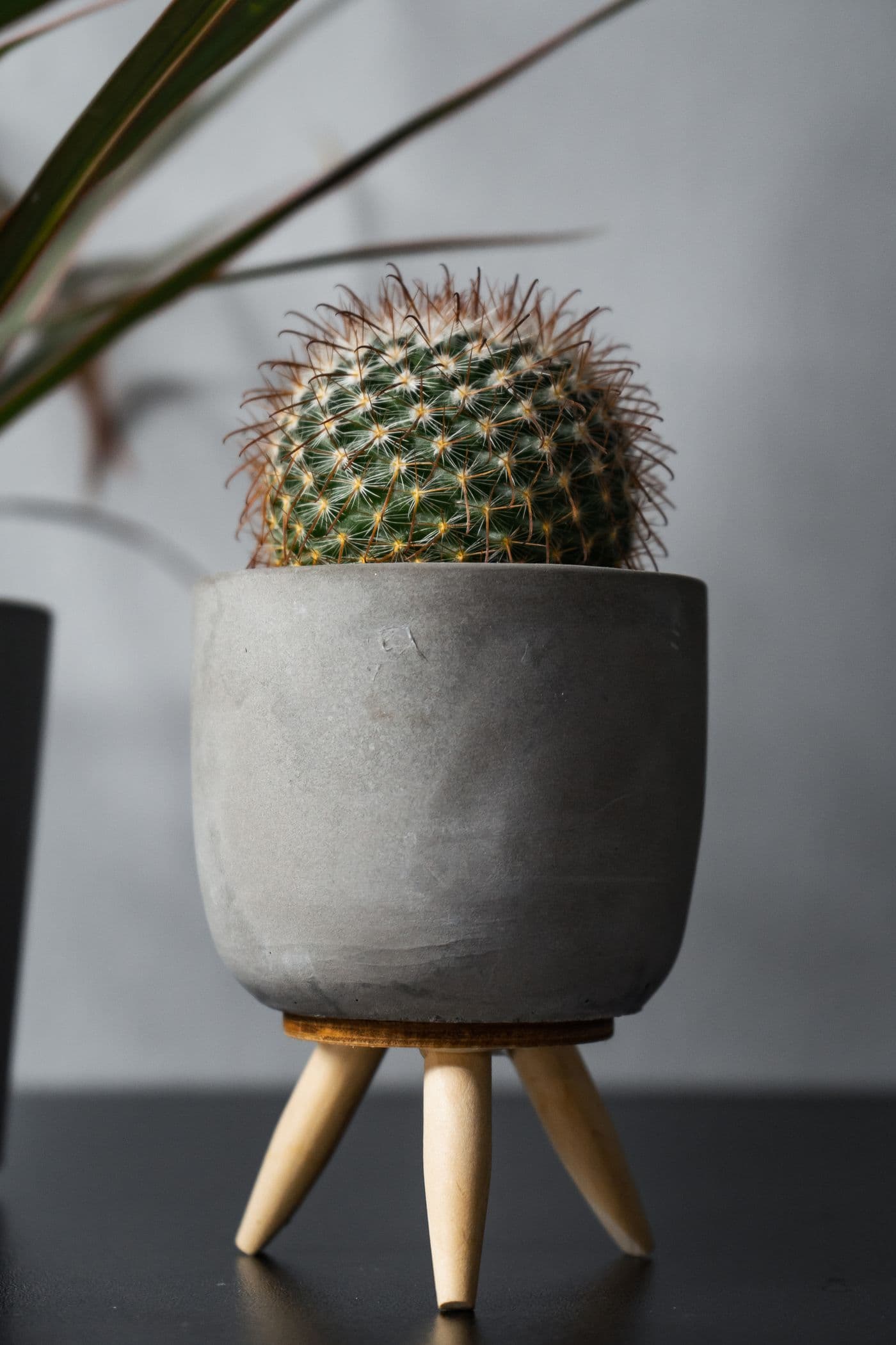Small cactus in a minimal stone planter